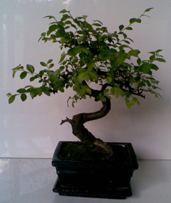 Michaels Zelkova Serrata